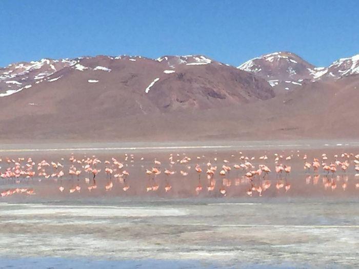 Flamingos an der Laguna Colora
