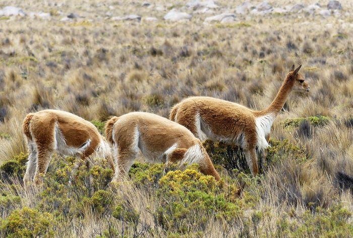 Auf 4000 m sind die Vicuñas zu