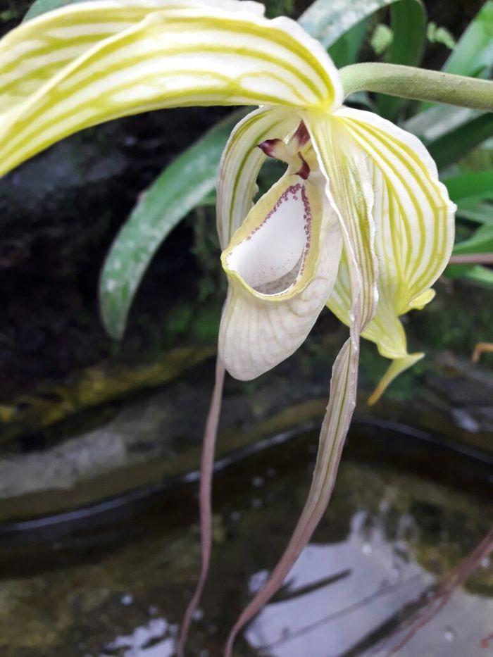 Ecuador - Land der Orchideen, 