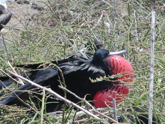 Fregattvogel mit rotem Kehlsac