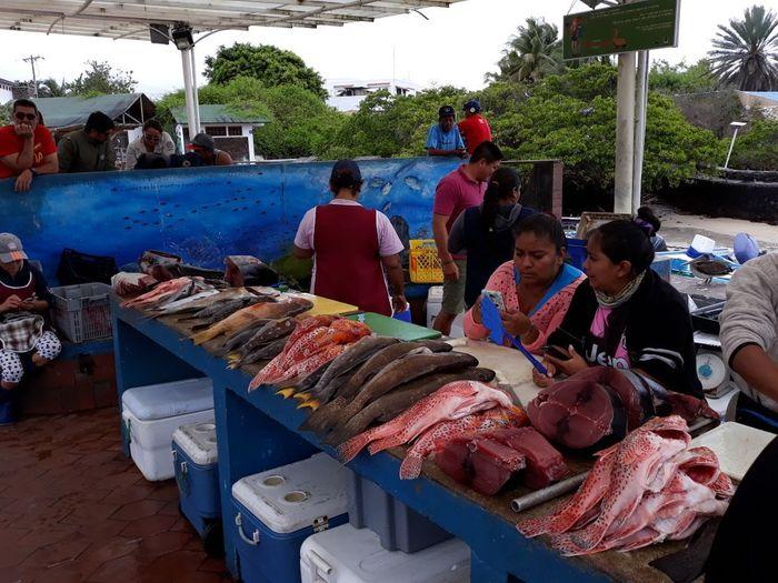 Fischmarkt von Puerto Ayora mi