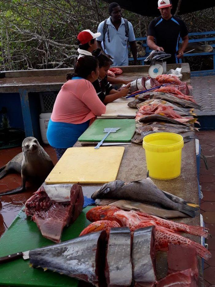 Fischmarkt von Puerto Ayora mi