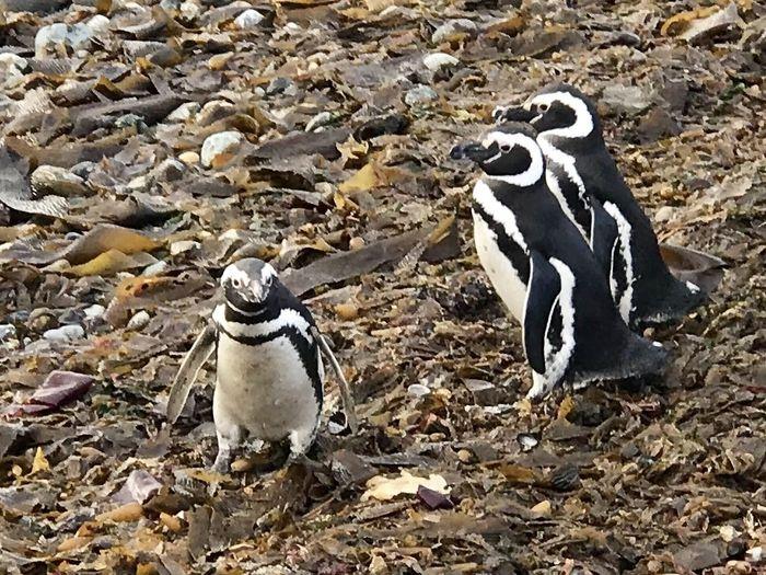 Pinguine gibt es fast ausschli