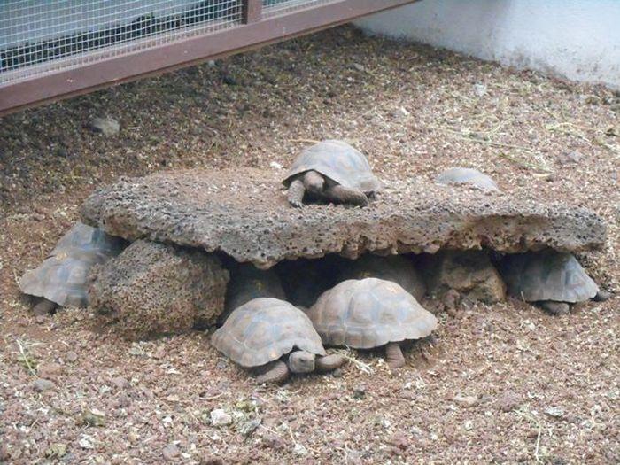 Junge Schildkröten in der Aufz