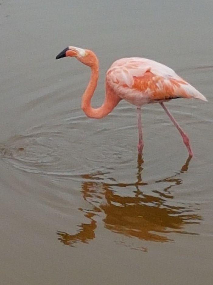 Rosa Flamingo!