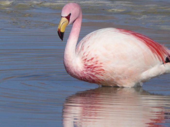 Der James Flamingo ist einer d