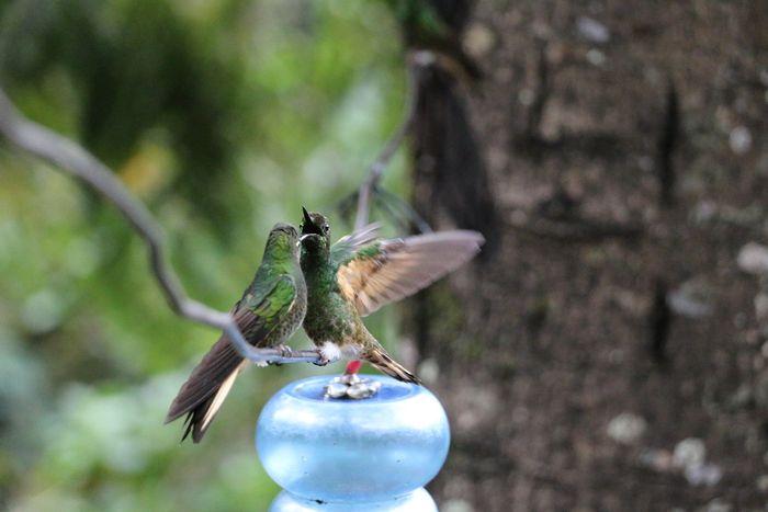 Das Haus der Kolibris: Acaime