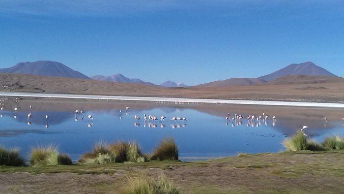 Humderte Flamingos im laguna h
