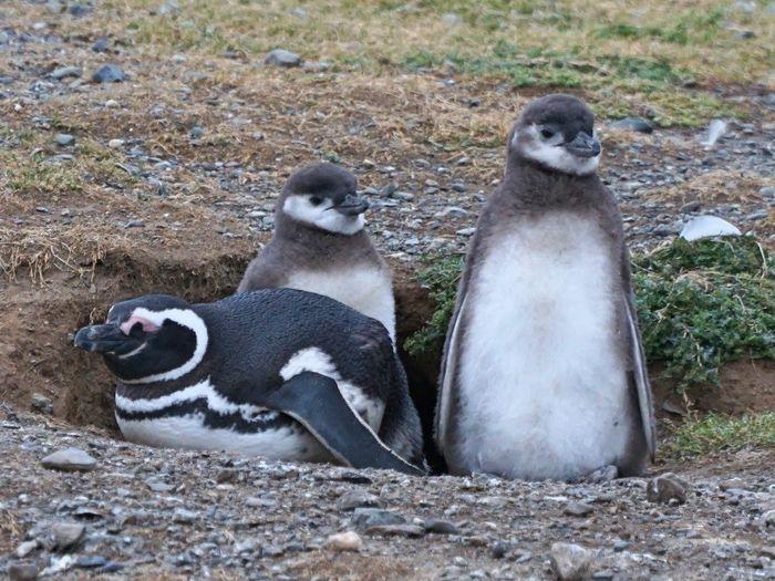 Die jungen Pinguine sind sehr 