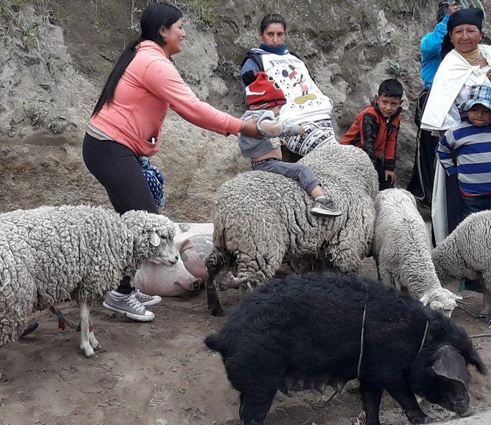 Viehmarkt in Otavalo.