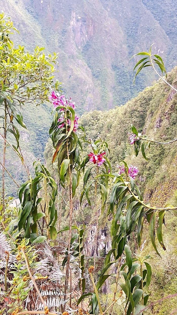 Auf dem Weg nach Huayna Picchu