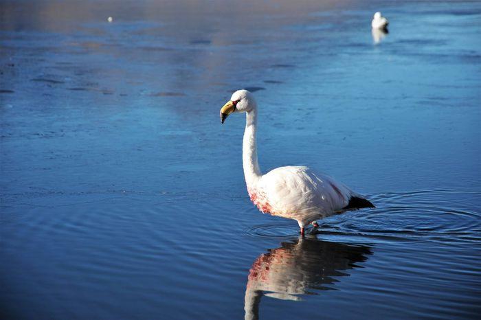 Der James Flamingo, einer von 
