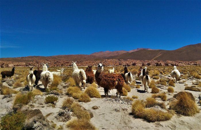 Die Lamas sind unsere ständige