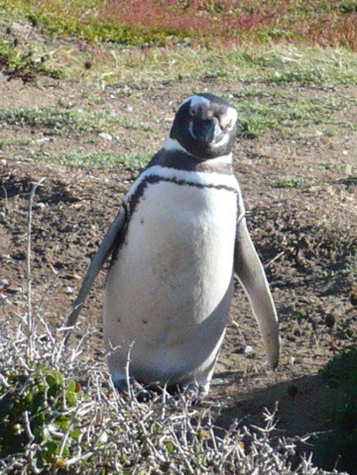 Pingüino Magallanes