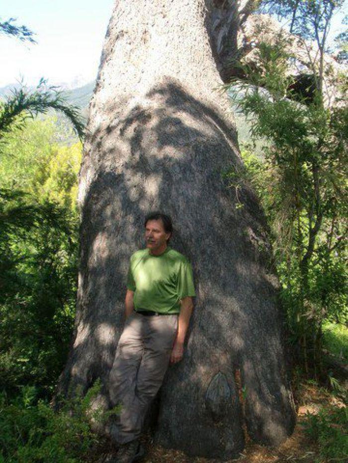 Kleiner Coihue Baum