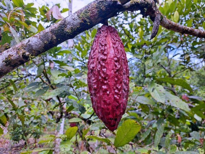 Sinchi Warmi Cacao production