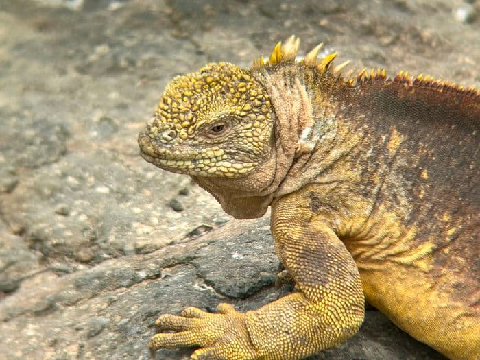 Galapagos Land Iguana