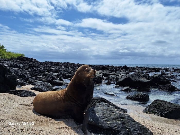 Seeloewen von Galapagos