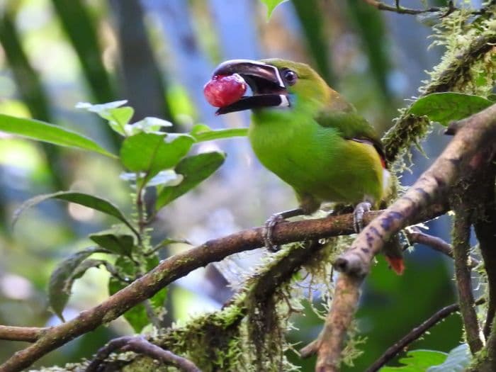 Crimson Toucan