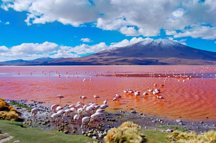 Laguna colorada Bolivia