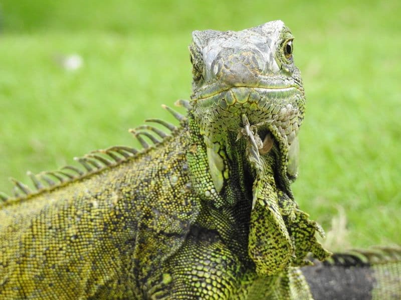 GRÜNE-LEGUAN  von Guayaquil